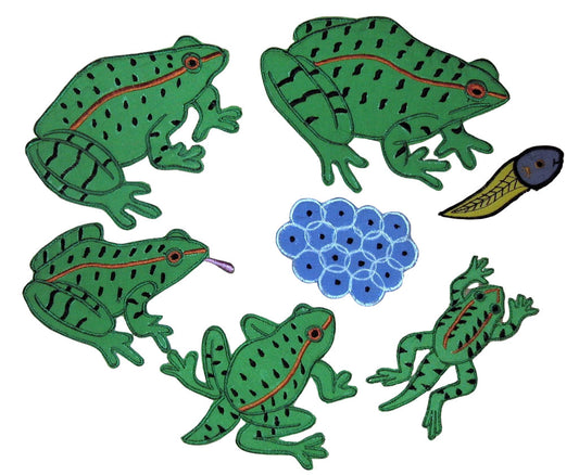 Life Cycle of a Frog - Felt Board Story
